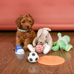 Προεκπαίδευση κουταβιού #3 | Φάνης Ζαδές - Εκπαιδευτής σκύλων