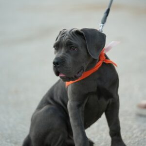 Εκπαίδευση σκύλων Βόλος