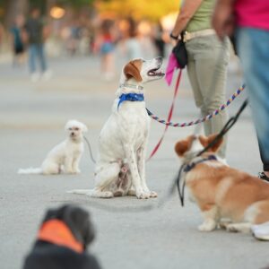 Εκπαίδευση σκύλων Βόλος