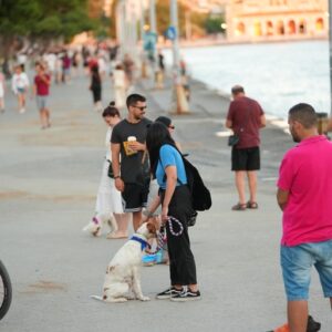 Εκπαίδευση σκύλων Βόλος