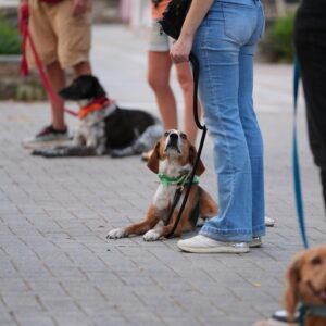 Εκπαίδευση σκύλων Λάρισα