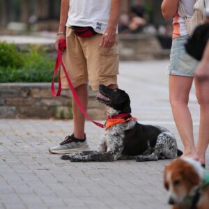 Εκπαίδευση σκύλων Λάρισα