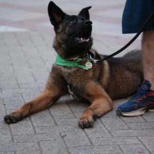 Εκπαίδευση σκύλων Λάρισα