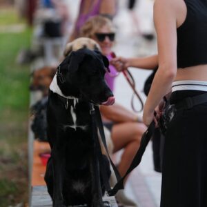 Εκπαίδευση σκύλων Λάρισα